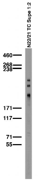 Shank1 Antibody in Western Blot (WB)
