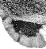 Cavbeta2 Ca2+ Channel Monoclonal Antibody (N8B/1)