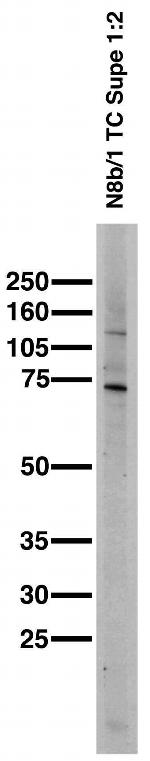 Cavbeta2 Ca2+ Channel Antibody in Western Blot (WB)