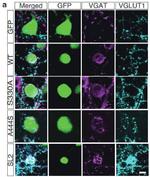 VGlut1 Antibody in Immunohistochemistry (Frozen) (IHC (F))