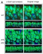 VGlut1 Antibody in Immunohistochemistry (Frozen) (IHC (F))