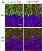 VGlut1 Antibody in Immunohistochemistry (Frozen) (IHC (F))