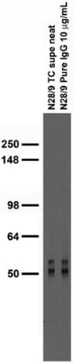 VGlut1 Antibody in Western Blot (WB)