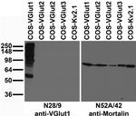 VGlut1 Antibody in Western Blot (WB)