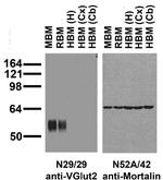 VGlut2 Antibody in Western Blot (WB)