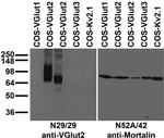 VGlut2 Antibody in Western Blot (WB)