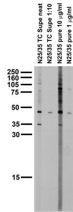 Kir2.3 K+ Channel Antibody in Western Blot (WB)