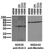 Kir2.3 K+ Channel Antibody in Western Blot (WB)