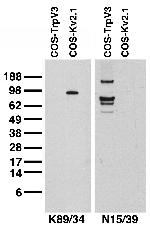 TrpV3 Antibody in Western Blot (WB)