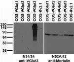 VGlut3 Antibody in Western Blot (WB)