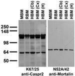 CASPR2 Antibody in Western Blot (WB)