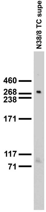 Cav1.3 Ca2+ Channel Antibody in Western Blot (WB)
