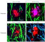 Shank2 Monoclonal Antibody (N23B/6)