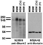 Shank2 Antibody in Western Blot (WB)