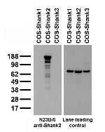 Shank2 Antibody in Western Blot (WB)