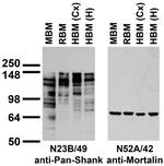 Pan-Shank Antibody in Western Blot (WB)
