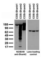 Pan-Shank Antibody in Western Blot (WB)