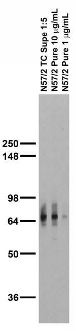 ADAM22 (Extracellular) Antibody in Western Blot (WB)