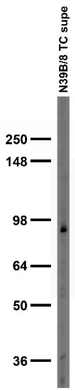 GIT1 Antibody in Western Blot (WB)