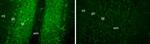 FGF14/FHF4 Monoclonal Antibody (N56/21)