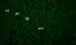 FGF14/FHF4 Antibody in Immunohistochemistry (Frozen) (IHC (F))