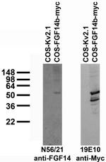 FGF14/FHF4 Antibody in Western Blot (WB)