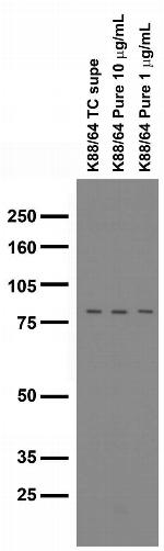 Zinedin Antibody in Western Blot (WB)