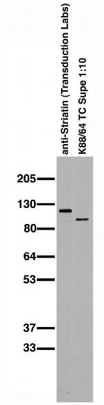 Zinedin Antibody in Western Blot (WB)