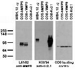 MMP9 Antibody in Western Blot (WB)