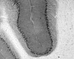 Ataxin-1/WT Antibody in Immunohistochemistry (Frozen) (IHC (F))
