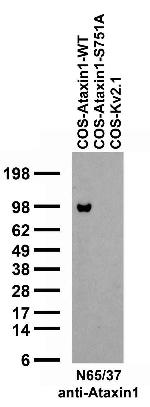 Ataxin-1/WT Antibody in Western Blot (WB)