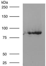CNGA1/CNGA3 Monoclonal Antibody (L36/12)