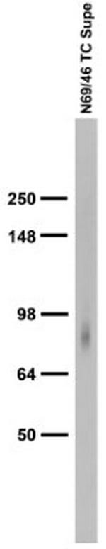 Shank3 Antibody in Western Blot (WB)