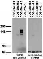 Shank3 Antibody in Western Blot (WB)