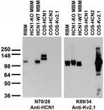 HCN1 Antibody in Western Blot (WB)