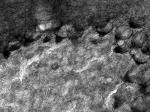 Kv3.4 K+ Channel Antibody in Immunohistochemistry (Frozen) (IHC (F))