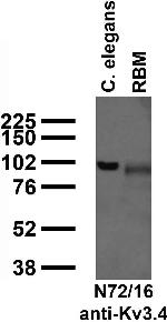 Kv3.4 K+ Channel Antibody in Western Blot (WB)