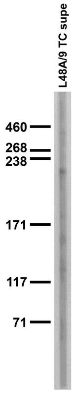 Cav1.3 Ca2+ Channel Antibody in Western Blot (WB)