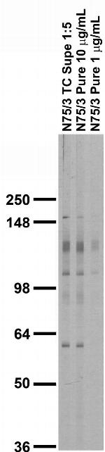 mGluR1/5 (Group I) Glutamate Receptor Antibody in Western Blot (WB)