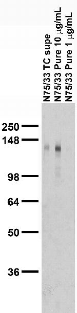 mGluR1/5 (Group I) Glutamate Receptor Antibody in Western Blot (WB)