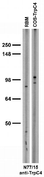 TrpC4 Antibody in Western Blot (WB)