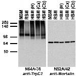 TrpC7 Antibody in Western Blot (WB)