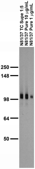 GABA-B-R2 Antibody in Western Blot (WB)