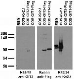 GIT2 Antibody in Western Blot (WB)