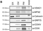 Mortalin/GRP75 Antibody in Western Blot (WB)