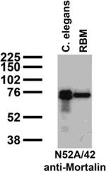 Mortalin/GRP75 Antibody in Western Blot (WB)