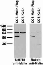 Malin Antibody in Western Blot (WB)