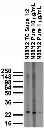 MESD Antibody in Western Blot (WB)