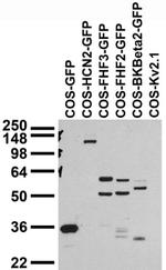 GFP Antibody in Western Blot (WB)