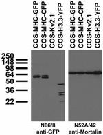GFP Antibody in Western Blot (WB)